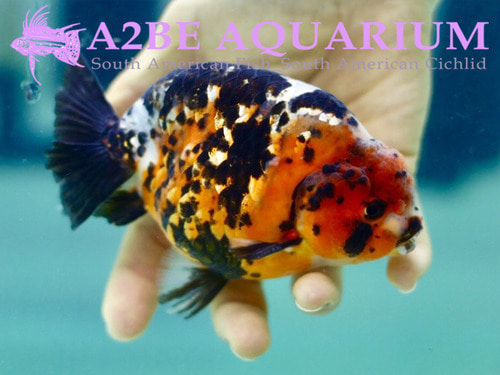 Mr He wei / A+ GRADE TIGER BANDED RANCHU / A+ 타이거 밴디드 &amp; 칼리코, 2패턴 / [1225_C]