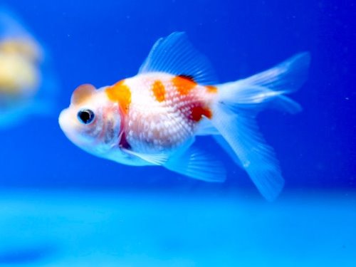 사쿠라 빈금 /  Crown Pearlscale Goldfish /  (5~6cm) 1마리 (랜덤 배송)