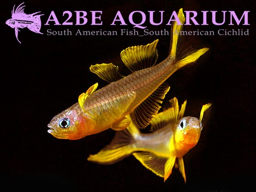 뽀뽄테라 레인보우 / Pseudomugil furcatus (Forktail rainbowfish) / (5마리)