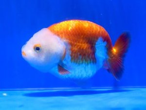 Mr He wei / RED WHITE SHORT TAIL RANCHU / 홍백 난주 / [HR 1020 A]