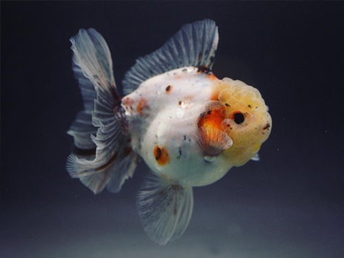 BP MENG) A GRADE SELECTION MONSTER BODY WHITE CANDY SPOTTED CALICO  ROSE TAIL ORANDA / 12cm 급 / 암컷추정 / MENG_A_0731_9
