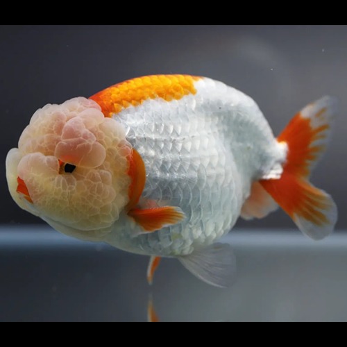 Chokchai Ranchu Goldfish / [ CK_1128_2 ] / 사이즈 : 11cm 전후 / 성별 : 수컷추정