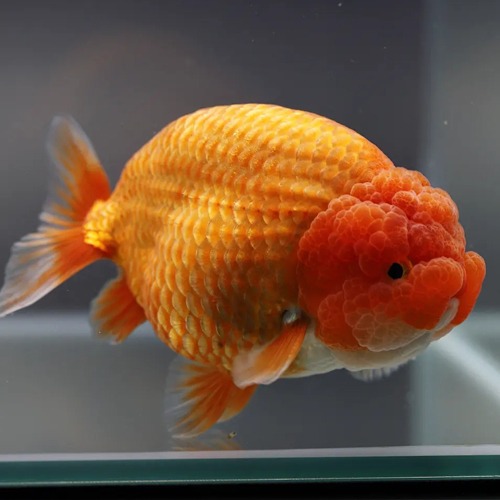 Chokchai Ranchu Goldfish / [ CK_1128_8 ] / 사이즈 : 11cm 전후 / 성별 : 수컷추정