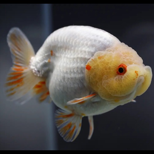 Chokchai Ranchu Goldfish / [ CK_1128_1 ] / 사이즈 : 11cm 전후 / 성별 : 수컷추정