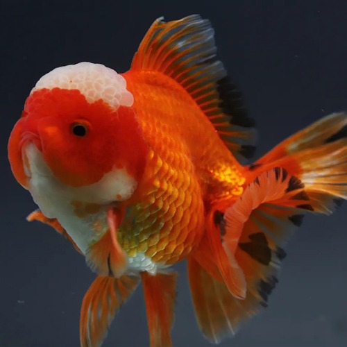 🌟 Chakkrit Oranda Goldfish / [ 1205_6 ] / 사이즈 : 12cm 전후 / 성별 : 수컷추정