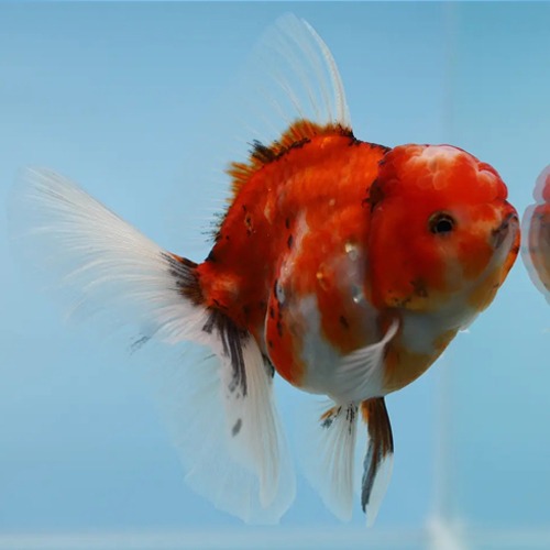 Meng Calico Rosetail Oranda Goldfish / 맹 로즈테일 오란다 / 성별 : 암컷추정 / 사이즈  : 11cm전후 / 0416_4