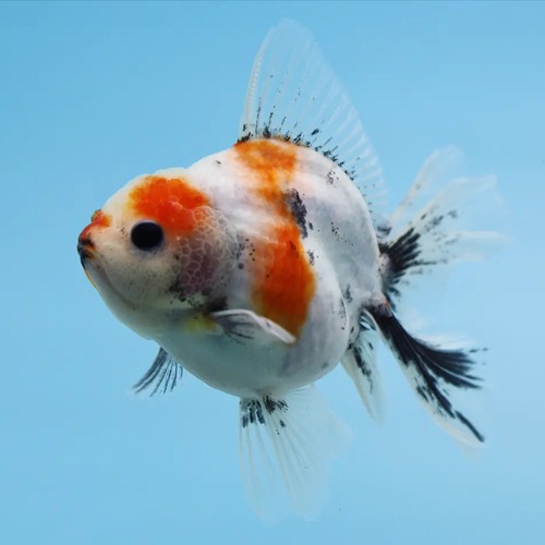Meng Calico Rosetail Oranda Goldfish / 맹 로즈테일 오란다 / 성별 : 암컷추정 / 사이즈  : 11cm전후 / 0416_5