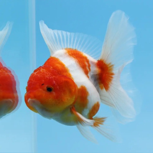 Meng Calico Rosetail Oranda Goldfish / 맹 로즈테일 오란다 / 성별 : 암컷추정 / 사이즈  : 11cm전후 / 0416_6