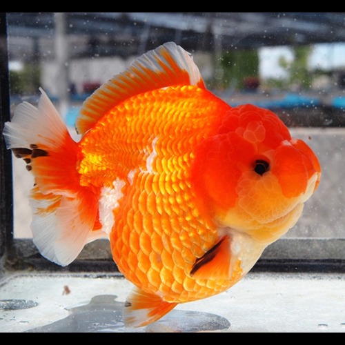 Jumbo Best Goldfish / 인형 점보 레드 사쿠라 / DOLL JUMBO RED SAKURA / 프림 점보 오란다 / 15-16cm 내외 / 암컷추정