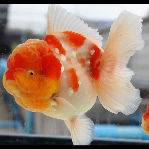 Big head sakura oranda / 빅헤드 사쿠라 오란다 / Size : 12 cm 내외 / 수컷추정 /  Fish code : RA0817_12