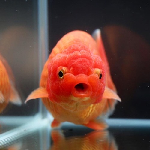 Kamon Goldfish / 카먼 라이언헤드 난주 / Size : 11cm 전후 / 암컷추정 / 1102_s03