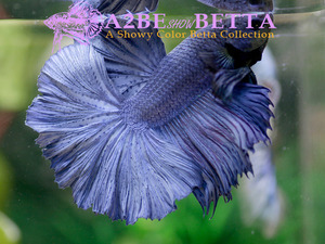 로즈테일 로얄블루 하프문 / Rosetail Royal Blue HM / [ 0707_A ]