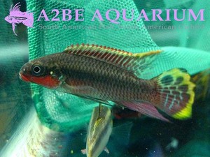 아프리카 드워프씨클 테니아투스 &quot;나이지리아 레드&quot; / Pelvicachromis taeniatus Nigeria Red 한쌍