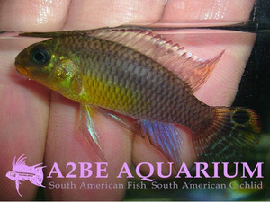 펠비 테니아투스 나이지리아 그린 F1 암수 한쌍 (Pelvicachromis Taeniatus &quot;Nigeria GREEN&quot;)