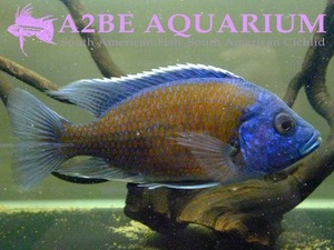 아우로노카라 sp 자이언트 블루 네온 / Aulonocara sp Giant Blue Neon (12-14cm) 