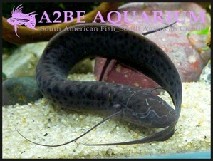 콩고야생 특판] 프로톱테루스 &quot;돌로이&quot; [Slender lungfish] / Protopterus dolloi wild (10cm전후)  