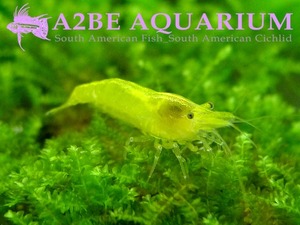 옐로우 쉬림프 (노란새우) / Yellow Shrimp / (이끼청소 기능성 생물 / A급 2-2.5cm) 