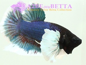 플라캇 빅이어 스페셜 / Betta Big Ear Plakat Special (0728_BP_A)