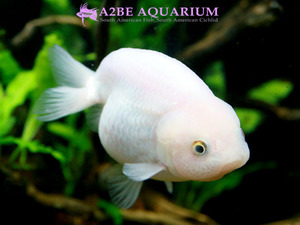 [China Northern GoldFish] 란주 (풍선바디 / 화이트) / Ranchu White [ 150214_L ] (7cm전후) 