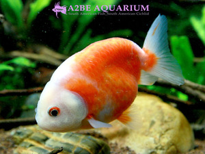 [China Northern GoldFish] 란주 (레드 &amp; 화이트) / Ranchu Red &amp; White [ 150214_M ] (7cm전후)