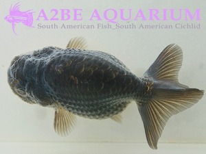 [China Northern GoldFish] 블랙 란주 (풍선바디) / Ranchu BLACK [ 150215_R ] (7cm전후) 