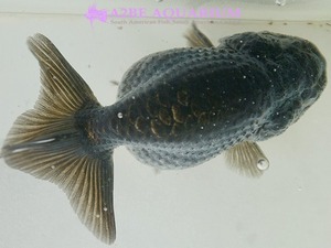 [China Northern GoldFish] 블랙 란주 (풍선바디) / Ranchu BLACK [ 150215_S ] (7cm전후) 
