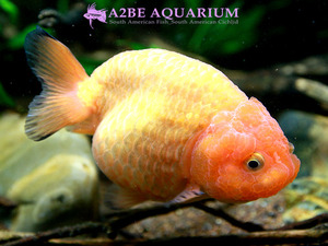 [China Northern GoldFish] 란주 (오렌지) / Ranchu Orange [ 150217_B ] (7cm전후)