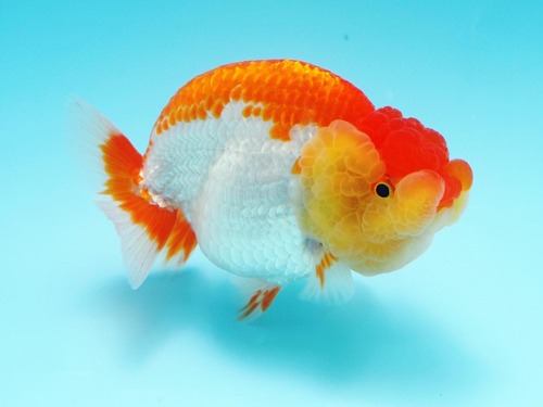 Robin Goldfish) 커다란 두개의분탄 하이브리드 난주 / 10 cm 급 / 암컷추정 / RB_0628_4