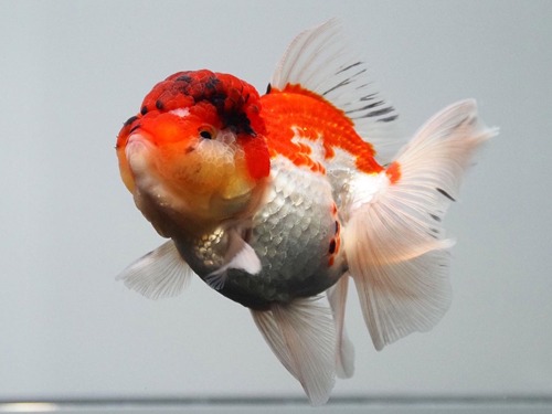Robin Goldfish) Big head 3 color oranda / 빅헤드 3색 오란다 / 12 cm 전후 / 암컷추정 / ROBIN_0915_5