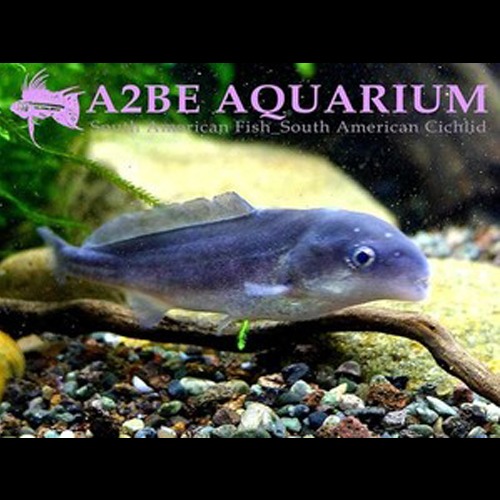돌핀 엘리펀트 [베이비돌핀](Elephant-snout fish) Mormyrus kannume 5cm전후 [3마리 세트]
