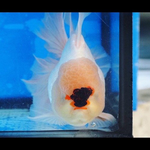 Sakchai Goldfish / Head points White Panda Oranda  Elegant tail / Size : 16-17cm 급 / 암수구분 : 알수없음 / (T016)