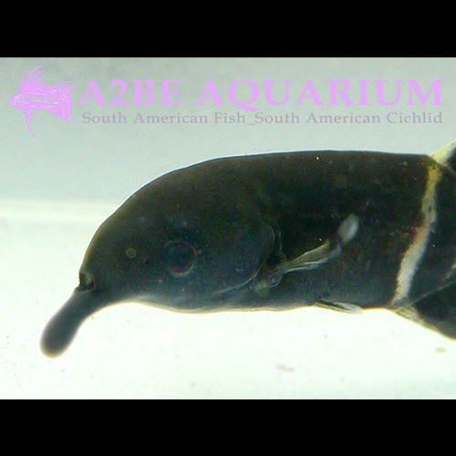 엘리펀트 피쉬 싱글 노즈 / Elephant Fish Single Nose (3~5cm) / 1마리