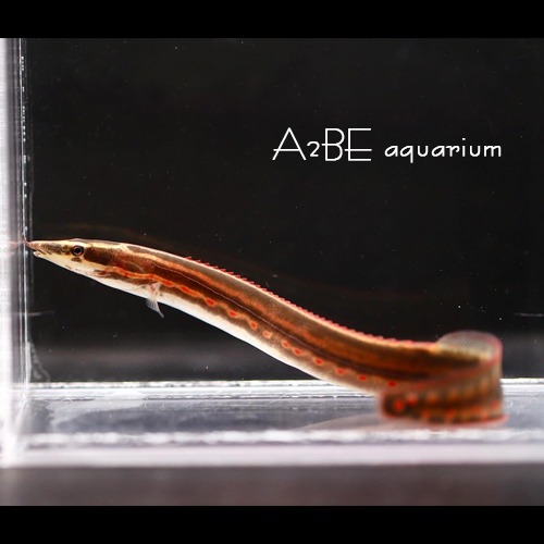 파이어 일 / fire eel / Mastacembelus erythrotaenia / 12~13cm 전후 / 1마리