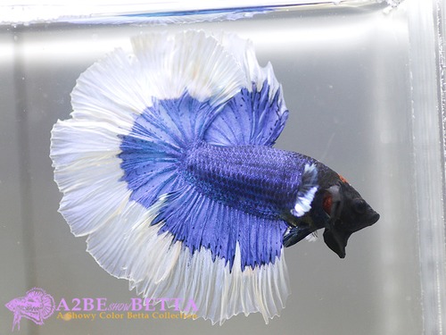 블루 버터플라이 하프문 / Thailand &#039;Blue Butterfly&#039; Halfmoon / [150804_B1_A] 