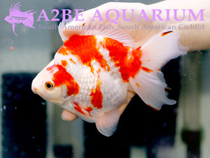 홍백 유금 암컷 / Red&amp;White Ryukin Female / [ 1103_Ryukin_D ] (15cm급)