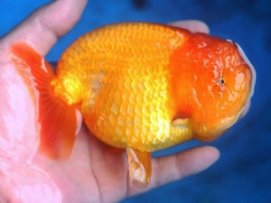 Mr. Wu / Orange gold Lionhead Ranchu / 오렌지 골드 라이언헤드 난주 / ( WU0414_5 ) 16-18cm big size