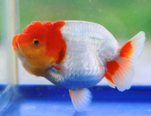 Mr. Wu / Small size select group / Strong Red head / Egg shape / Lionhead Ranchu / 라이언헤드 난주 / [ WU0521_20 ] 10-11cm