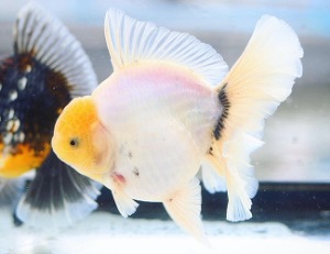 Mr.Paiy / AAA grade / best selection  Matte White and few Black • Rose tail oranda / 로즈테일 오란다 / [ PAIY0520_1 ] 15cm급