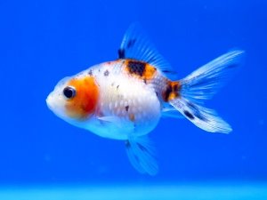 칼리코 빈금 /  Crown Pearlscale Goldfish /  (5~6cm) 3마리 (랜덤 배송)