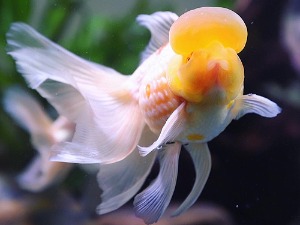 Mr He wei / Sakura Crown Pearlscale Goldfish / 사쿠라 빈금 ( HW0514_1 ) 12-13cm 급 수컷추정
