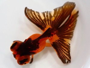 Boafa Li / China small size high quality goldfish / Dragon eyes butterfly tail / 홍흑 접미 / 9-10cm 전후