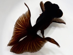 Boafa Li / China small size high quality goldfish / Dragon eyes butterfly tail / 흑 접미 / 9-10cm 전후