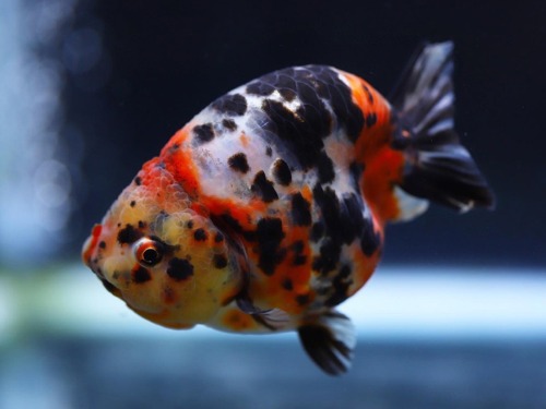 Strong Black spotted Calico short tail Ranchu  딸기채형 숏테일 난주 / 사이즈 12-13cm / 암컷추정 / [ HW0920_10 ]