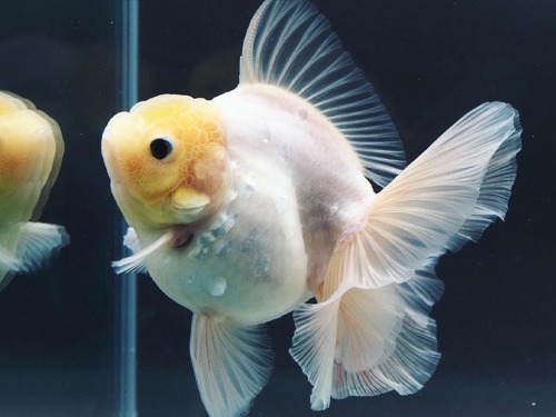 BP MENG) AAA GRADE SELECTION / MONSTER BODY SNOW WHITE SILVER SCALE ROSE TAIL ORANDA / size : 12cm 급 / 암컷추정 / MENG_A_0731_5