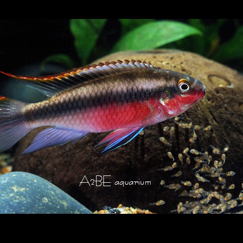 펠비카크로미스 펄쳐 / Pelvicachromis pulcher /  유어사이즈 / 2cm 전후 / 4마리