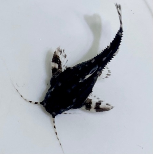 화이트 스팟 캣피쉬 [ Agamyxis pectinifrons ] 2~3cm 한마리
