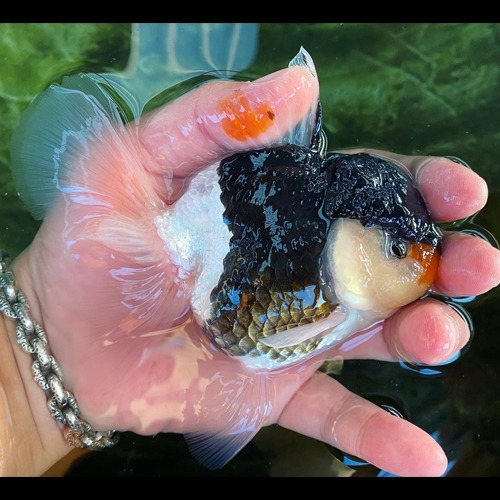 Sakchai Goldfish / Half Black PANDA ORANDA / Size : 11-12cm 급 / 수컷추정 / 등급 : A / (T020)