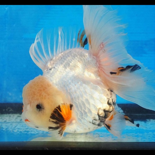 Sakchai Goldfish / Feather tail | White Panda Oranda / Size : 15-16cm 급 / 암컷추정 / 등급 : A grade / (T014)