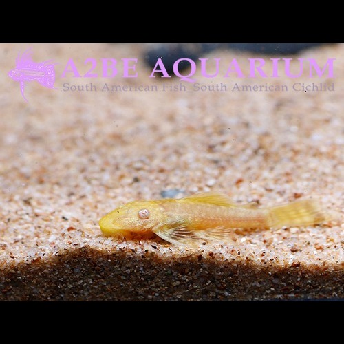 알비노안시 숏핀 / Ancistrus sp Albino Shortfins (3-4cm전후) [수조이끼제거탁월] /1마리
