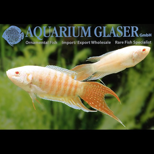 알비노 파라다이스 피쉬 / Macropodus opercularis Albino / 4~6cm 전후 / 1마리